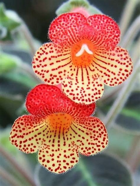 17 Best Images About Cool Looking Flowers On Pinterest Crown Flower