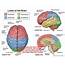 Brain Lobes Diagram