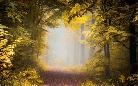 Nature Fall Path Forest Mist Morning Trees Leaves Sunlight