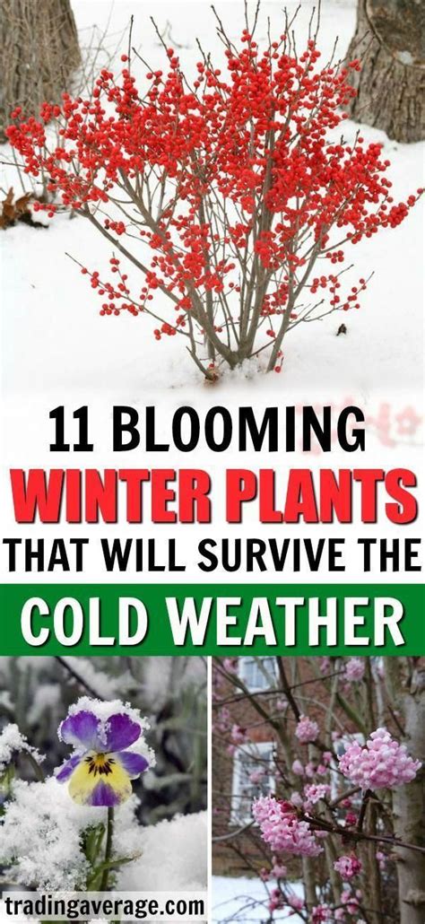 Helpful Techniques For Outdoor Survival Gear Fun Winter Plants Cold