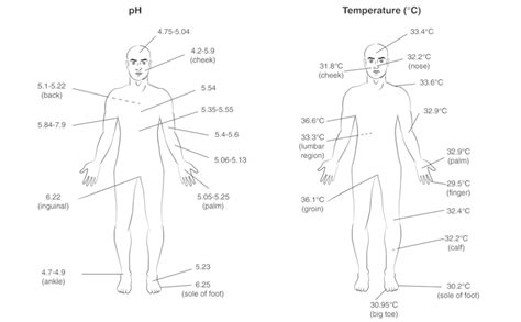 Distribution Of Ph And Temperature Of A Healthy Human Skin 79 Adapted