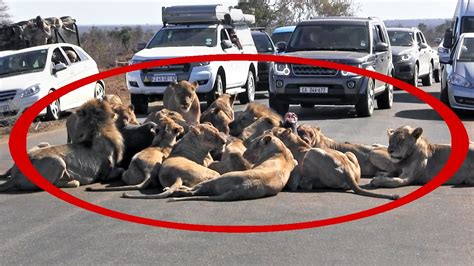 lion kill blocks traffic in kruger park large pride hunts and eats buffalo in middle of road