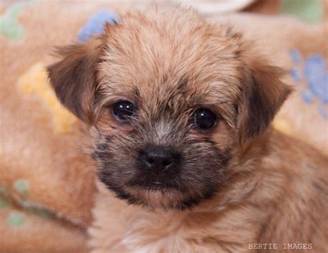 Shih tzu chihuahua mix puppies. X shih tzu chihuahua puppies only 2 left | in Dudley, West Midlands | Gumtree