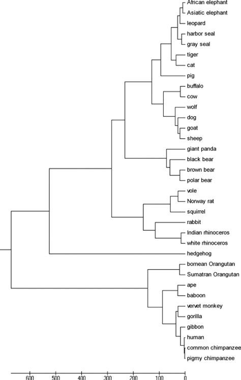 phylogenetic tree of the mitochondrial genome sequences open i