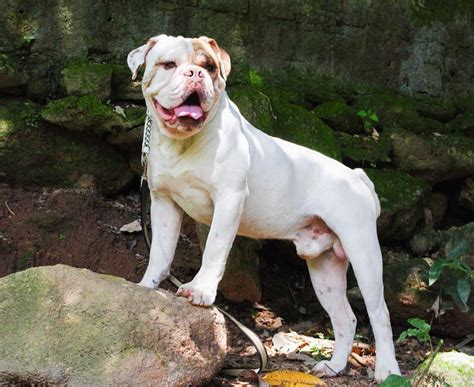Brazilian Bulldog The Full Profile Of The Campeiro Bulldog • I Heart