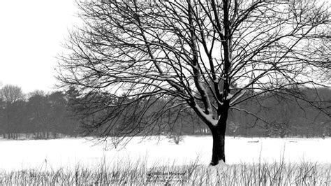 Photo Snow Tree Vlakwater In Forest Vlakwater By William Mevissen