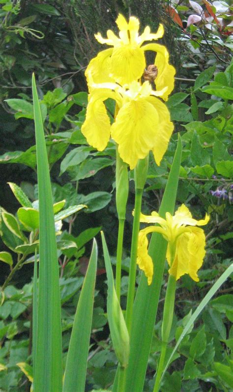 Yellow Flag Iris Iris Pseudacorus Is Lovely In A Damp Spot Though