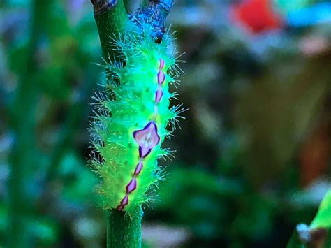Natures Presents The Green Flat Caterpillar