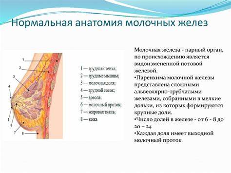 Диета при заболевании молочных желез Анатомия и рентгенологические методики исследования молочных желез Анатомия и рентгенологические методики исследования молочных желез Диета при заболевании молочных желез