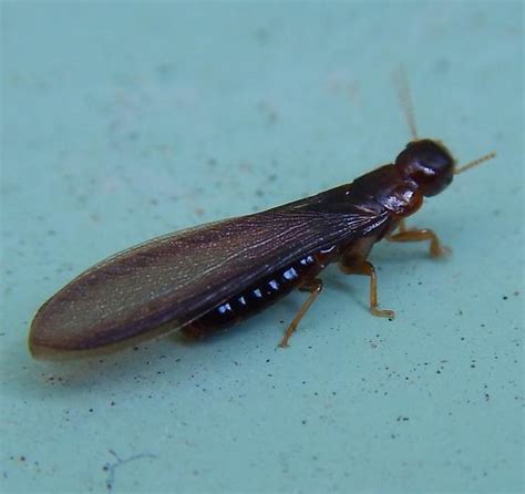 Termite Kalotermes Approximatus Bugguidenet