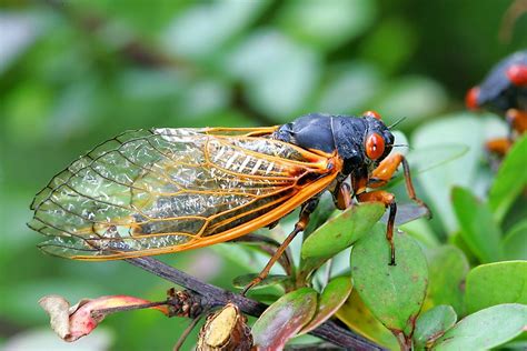 Cicada (plural cicadas or cicadae). What Are Periodical Cicadas Famous For? - WorldAtlas