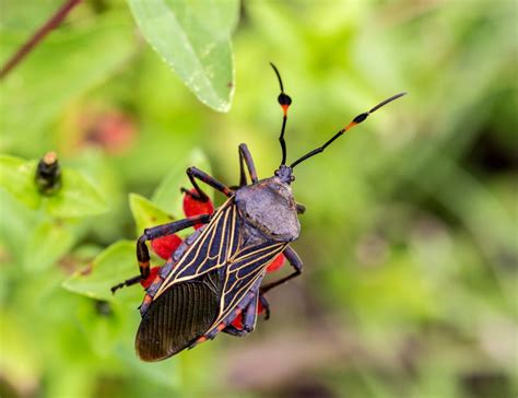 These Are The 50 Most Dangerous Bugs In America