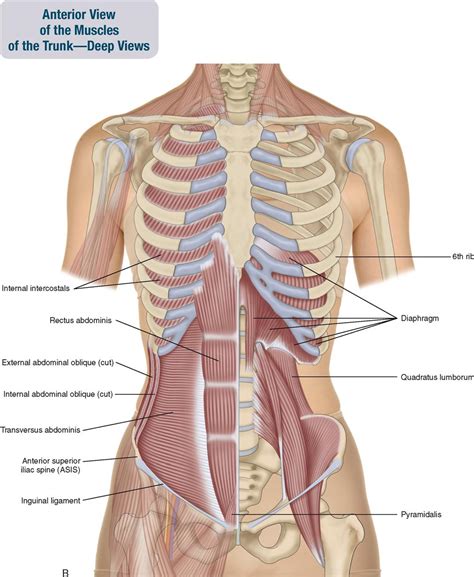 Muscles Of The Abdomen And Ribs Laminated Anatomy Chart Anatomie Hot