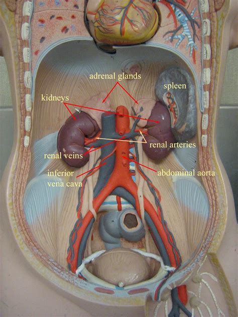 Anatomy Abdominal Cavity Quadrants Body Cavities And Membranes