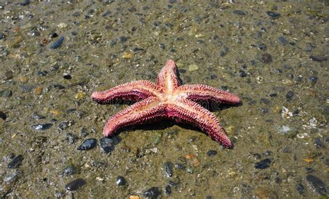 Pisaster Ochraceus On The Pacific Ocean Beach Generally Known As The
