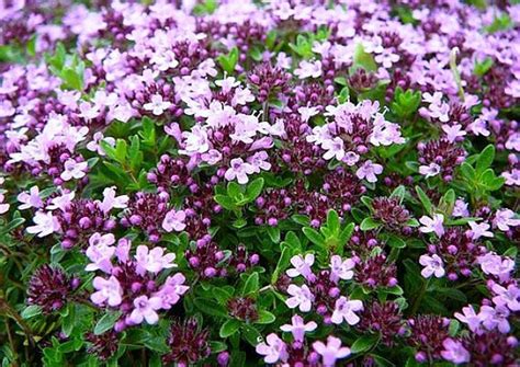Creeping Thyme Ground Cover 1000 Seeds Fragrant Herb Pink Etsy