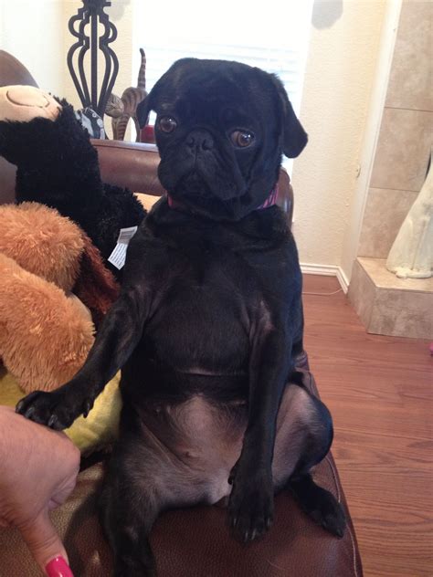 What Does A Pug Need To Do To Get Her Tummy Rubbed Around Here Pug Love Pug Mom Pugs