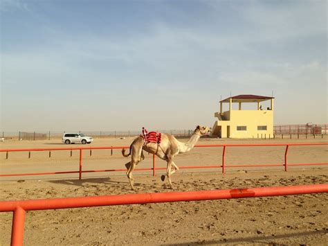 Import camels wholesale to benin. Vicariously Yours: An Education in Culture Shock: A day at ...