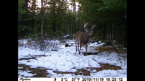 Big Ten Point Whitetail Buck On The Trail Cam Youtube