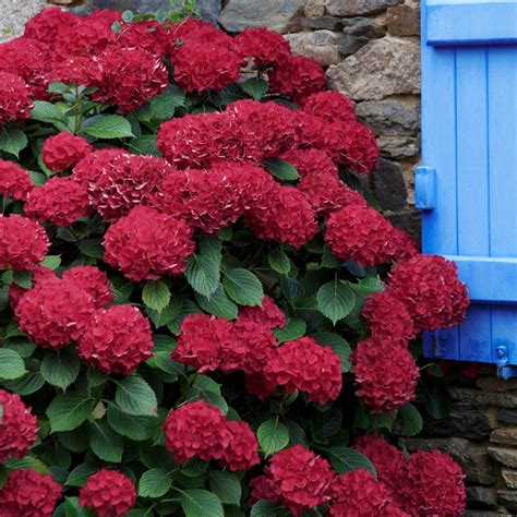 National Plant Network 25 Qt Red Beauty Hydrangea Shrub With Red