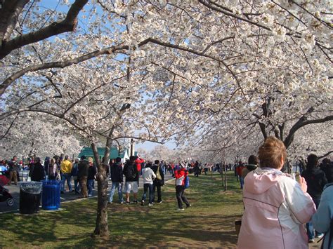 Cherry Blossoms And Iconic Sights Of Washington Dc At Night
