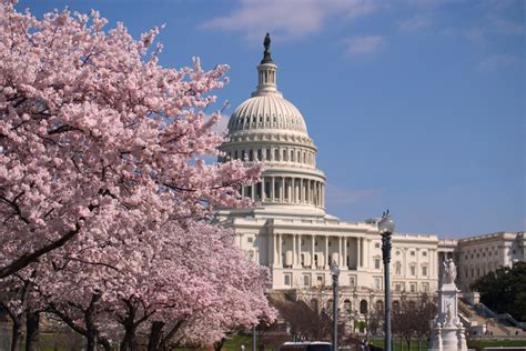 Cherry Trees Brought To Dc By Helen Taft America Comes Alive