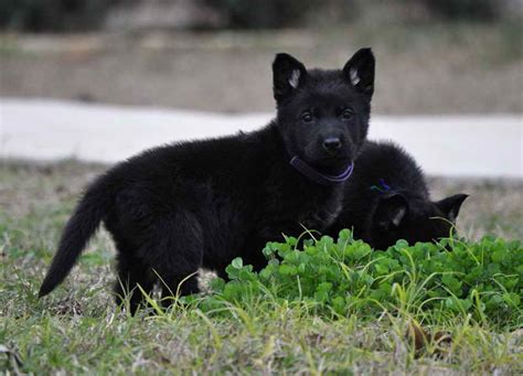All Black German Shepherd Puppies For Sale In Texas Petsidi