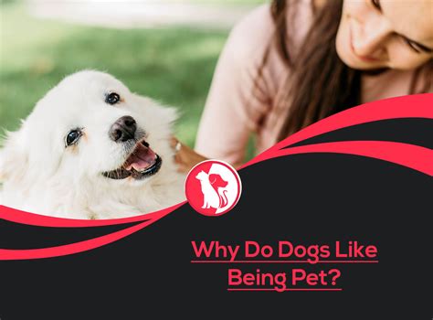 Do Dogs Actually Like Being Petted