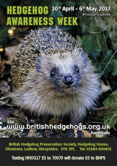 Its Hedgehog Awareness Week