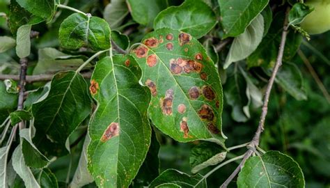 Leaf Spot On Apple Trees Causes Pathogens And Treatment Rennie