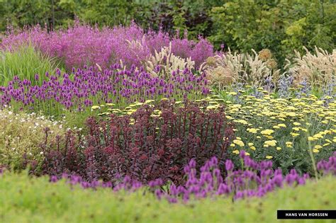 Maybe you would like to learn more about one of these? Vlinderhof Maximapark Utrecht design: Piet Oudolf images ...
