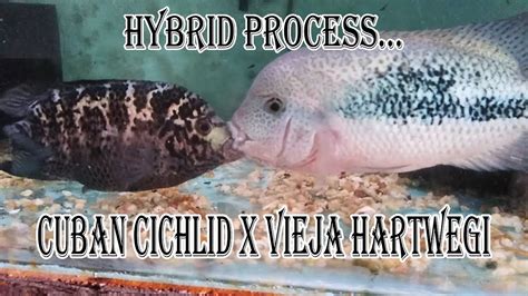 Hybrid Of Vieja Hartwegi Male X Cuban Cichlid Female Fish Youtube
