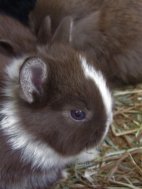 Free Photo Rabbit Netherland Dwarf Cute Adorable Hippopx