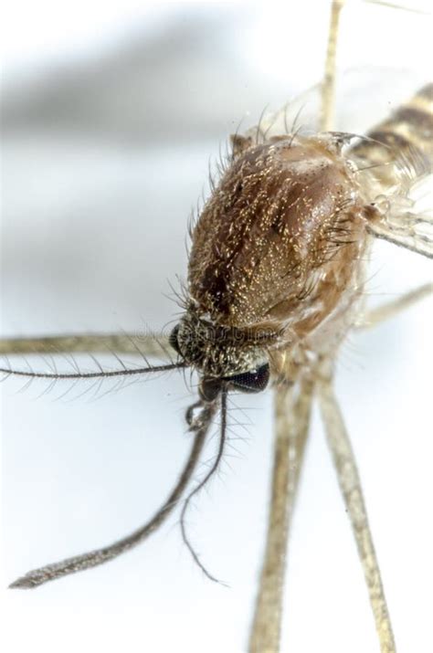 Tiger Mosquito Specimen In The Foreground Stock Image Image Of Away