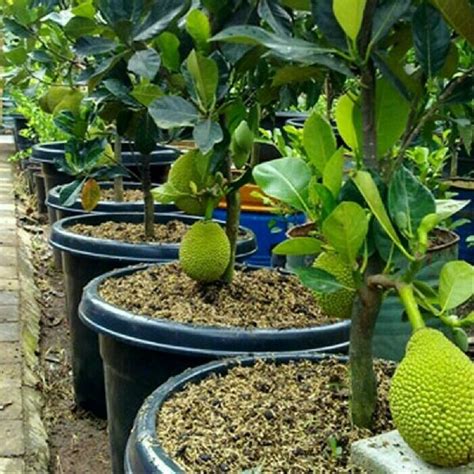 Dwarf Grafted Jack Fruit Bonsai Plants Nursery At Rs Bag