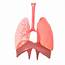 Human Lungs Respiratory System 3D Model  CGTrader
