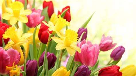 Free Download Spring Flowers Hd Wallpapers 1920x1080 For Your Desktop