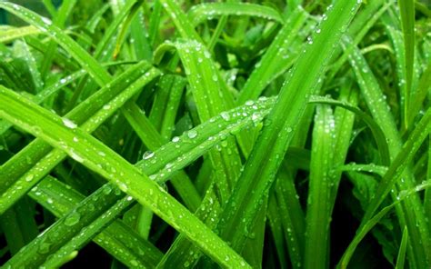 Nature Water Drops Green Grass Color Rain Spring Seasons