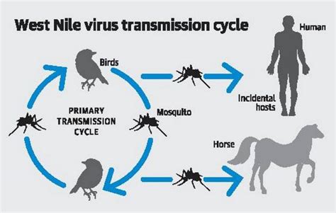 West Nile Virus Japanese Encephalitis Facts Transmission And Symptoms