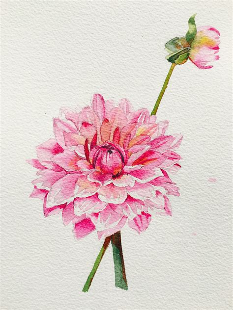 Dahlias à Laquarelle Par Biscotine Flower Art Drawing Watercolor