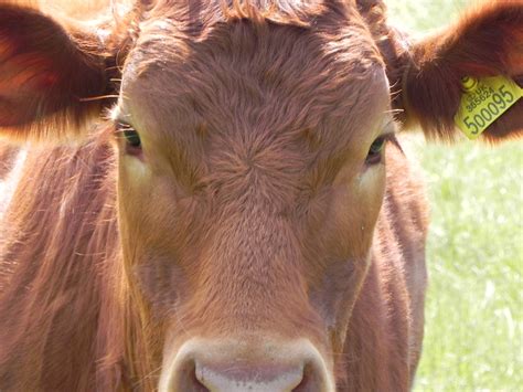 Brown Cow Free Stock Photo Public Domain Pictures