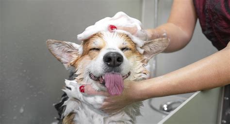 Dealing With Dog Dandruff Animal Clinic Of Woodruff Spartanburg Sc