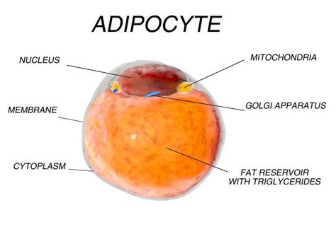 Adipocyte Cell