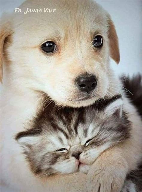 Sooooooooooooo Cute Kittens And Puppies Cute Cats And Dogs Cute