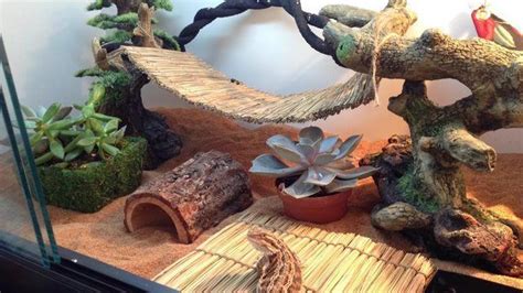 Maybe you would like to learn more about one of these? 31 The tank decoration of an attractive bearded dragon habitat - meowlogy