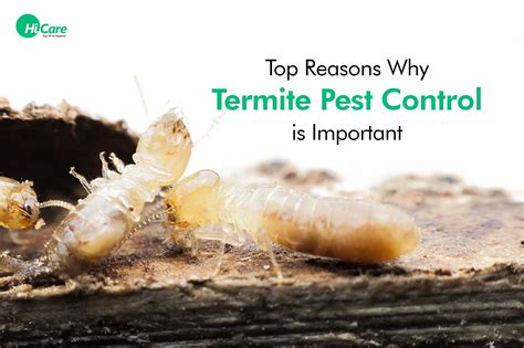 Top 15 Reasons To Do Termite Pest Control Hicare