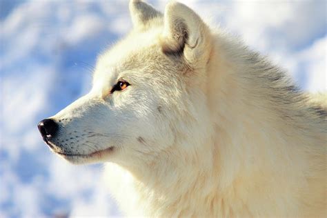 Close Up Of Arctic Wolf Photograph By David R Tyner Pixels