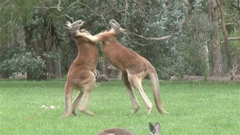 Kick Boxing Kangaroos Youtube