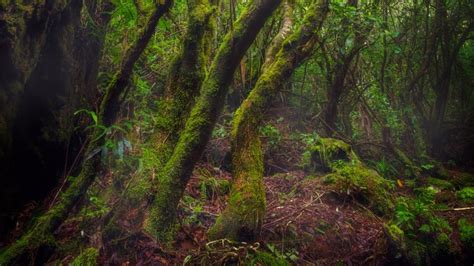 Mossy Forest Of Mt Hibok Hibok 🇵🇭 International Day Of The Forests
