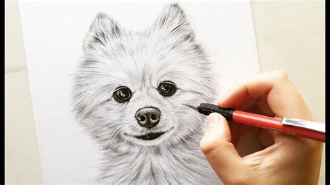 The first step involves in drawing multiple. Drawing Pomeranian dog Cotton - pet portrait | Leontine ...